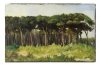 1899 - Pineta di Viareggio